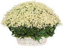 Цветочная композиция из Ромашки в корзине #REPLACE_PRED# Аксае Республика Дагестан