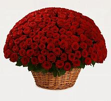 Премиум букет из: Розы в Аксае Республика Дагестан